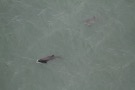 Missing Picture
